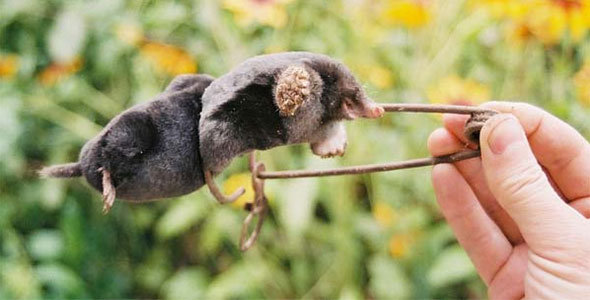 Moles In Yard How To Kill Them