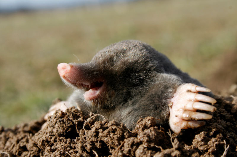 Image result for mole