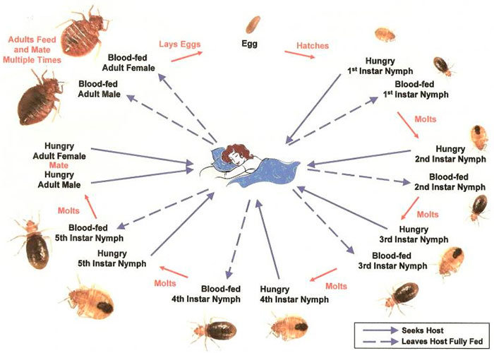 The Life Cycle of a Bed Bug