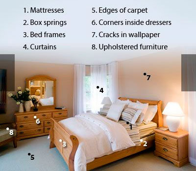 Bed Bug Hiding Spots