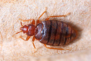 Bed bug