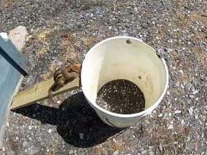 Chipmunk drowning bucket trap