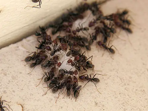 How do you get rid of ants with wings inside the house?