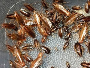 How can I get rid of roaches in my car?