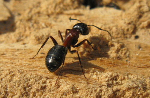 How do I get rid of big black ants?