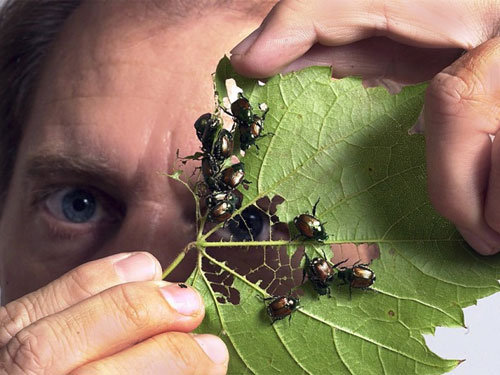 Nice asian lady bugs populations how you fuck