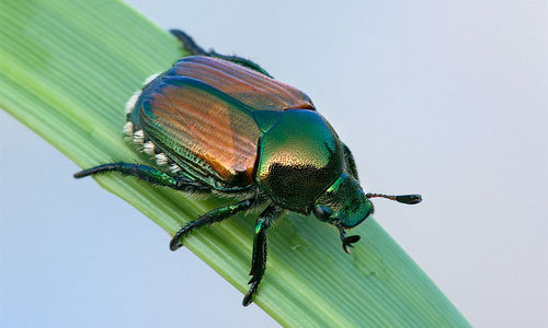 japanese-beetles.jpg