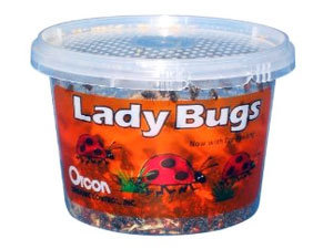 What preys on ladybugs?
