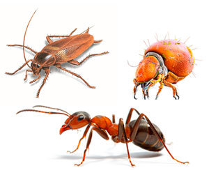 Bed Bug Predators