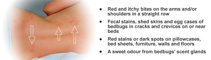 Bed bugs Are Present