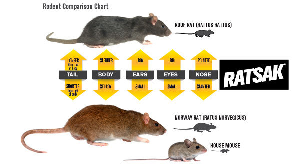 Rodent Identification Chart