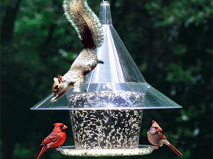image gallery squirrel deterrent image gallery squirrel deterrent