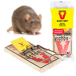 How To Get Rid Of Rats In The Attic
