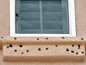 What's the best way to get rid of woodpeckers? : r/HomeImprovement