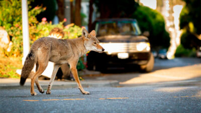 Pestkill Coyotes Removal