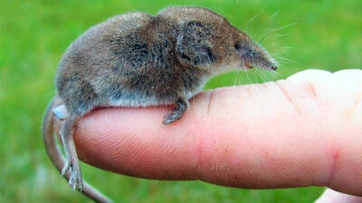 Shrew on your finger