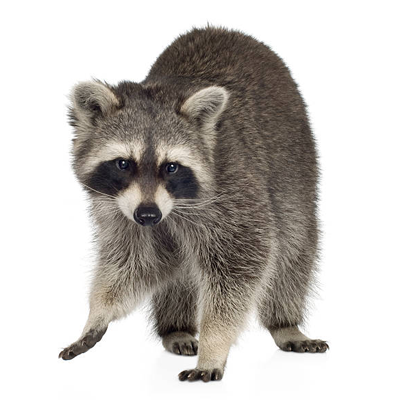 Raccoons