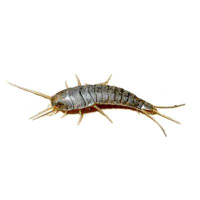 Silverfish