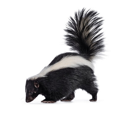 Skunks