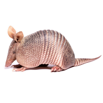 Armadillos