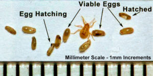 Bed Bug Eggs and 1st Instar Nymph