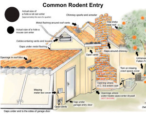 Common rodent entry