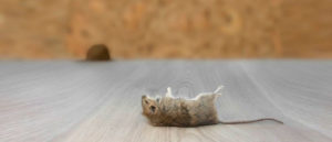 Dead mouse