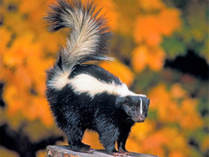 How to keep skunks away: top 5 methods