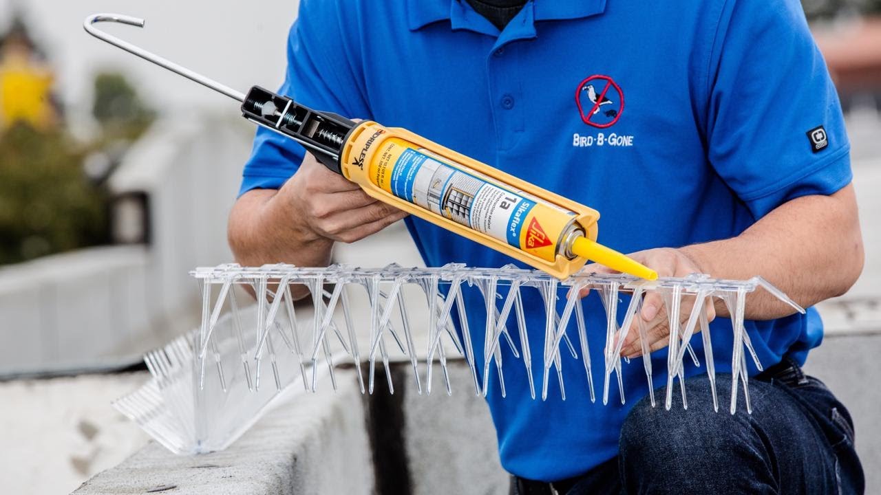 How to Install Bird Spikes [Pro Tips] A Step-by-Step Tutorial - Bird B Gone