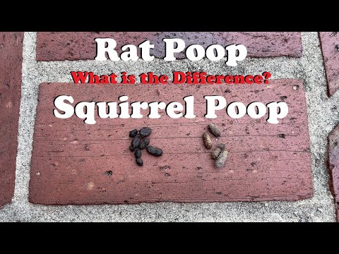 How To Identify Squirrel Poop vs Rat Poop / Droppings: Side by Side Comparison