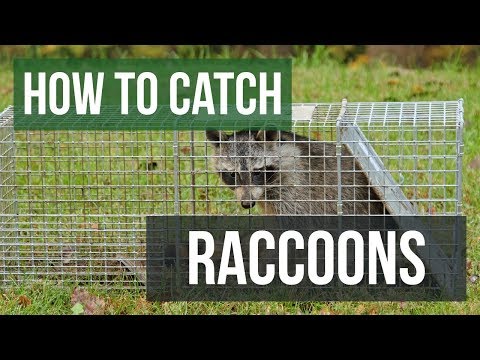 How to Catch a Raccoon with a Live Animal Trap