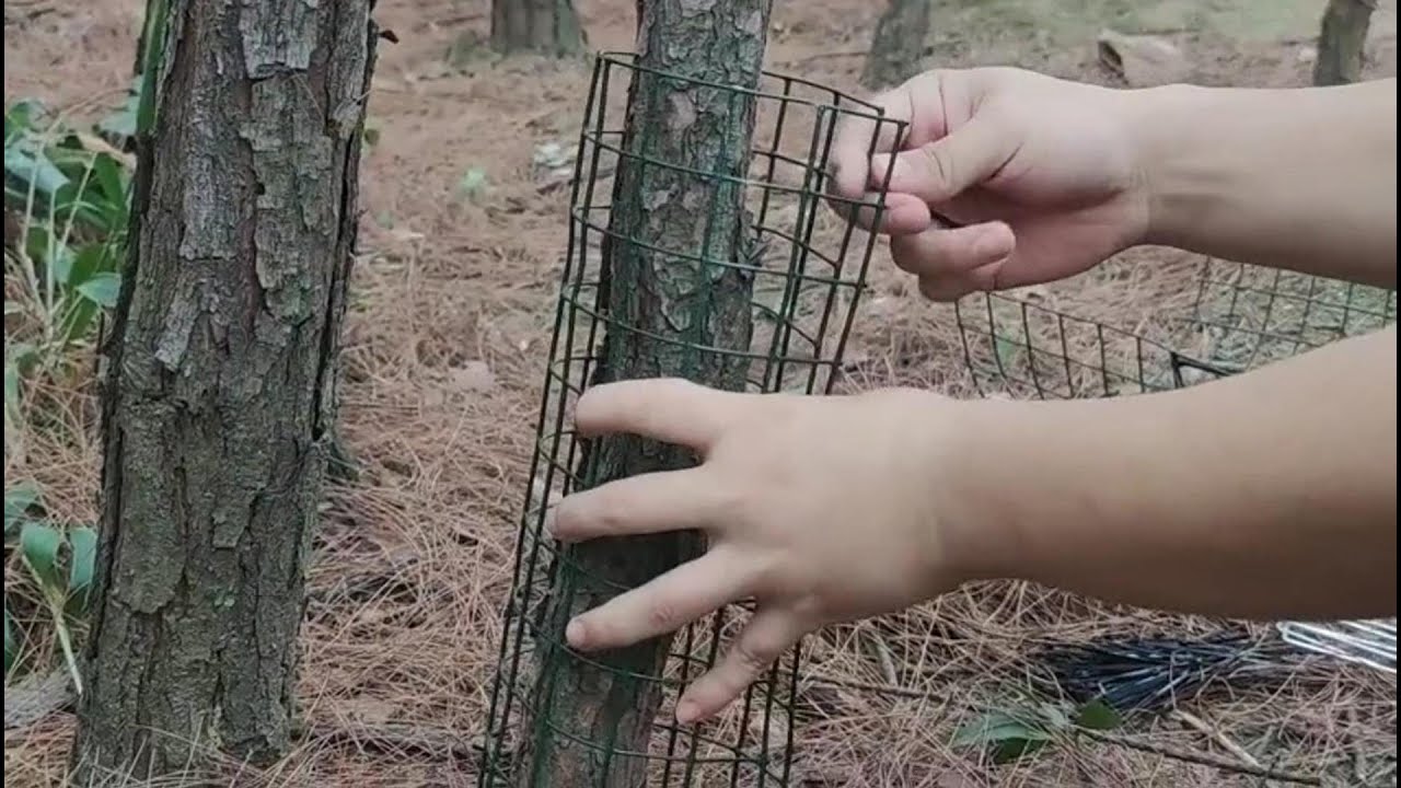 Essential Tips for Installing Tree Fences to Protect Your Garden