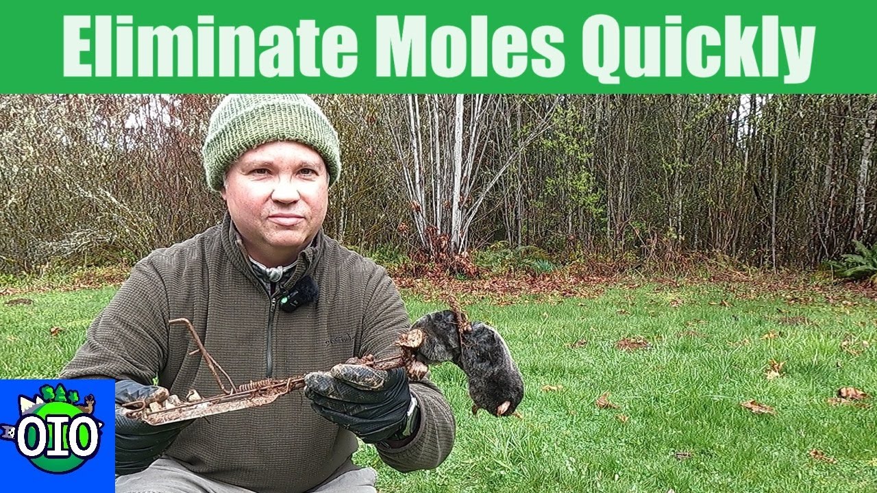 Get Rid of Moles FAST: Effective Traps & DIY Methods