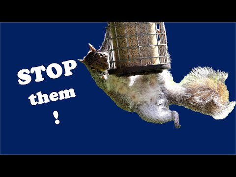 Best Squirrel Proof Bird Feeders That Actually Work in 2025 - 2025 Update
