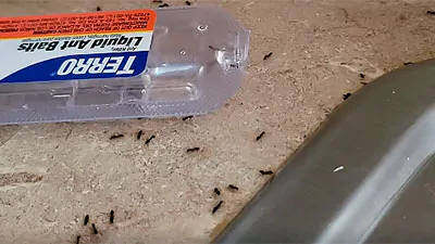 Step 3: Step 3. Use Baits to Kill the Ant Colony