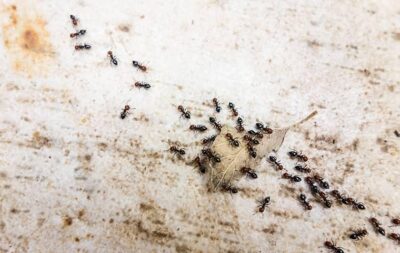 Pavement ants following trail into home