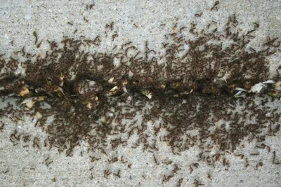 Typical pavement ant nest near concrete