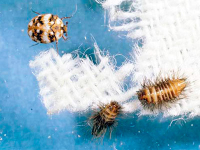 5 Steps On How To Get Rid Of Carpet Beetles [Updated 2023 ]