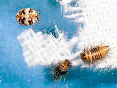 1 DIY Tips How To Get Rid Of Carpet Beetles Permanently NOW