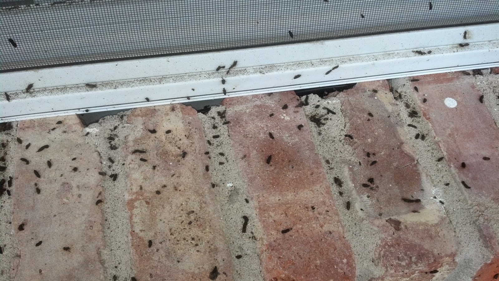 Bat Guano Accumulation