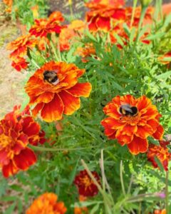 French Marigold