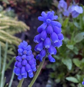 Grape Hyacinth