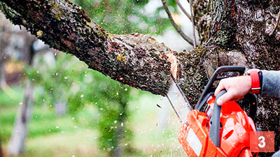 Step 3: STEP 3: Cut down trees near your house