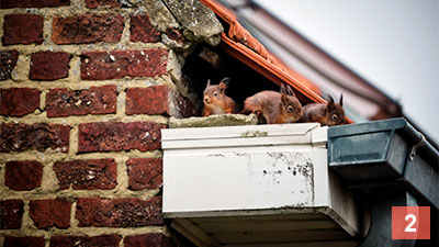 Squirrels in the Loft – What Should You Do