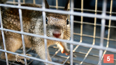 Step 5: STEP 5: Set up traps for any squirrels already in your attic