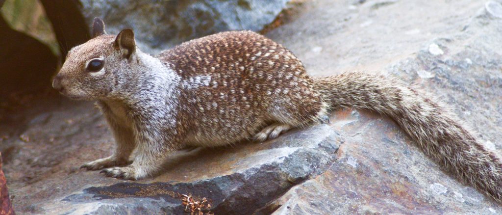 Ground Squirrel