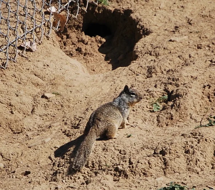 How to Get Rid of Ground Squirrels Complete Guide for 2023