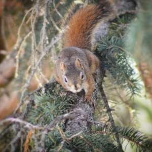 Angry Squirrel