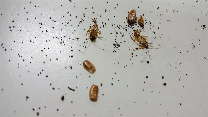 roach poop identification