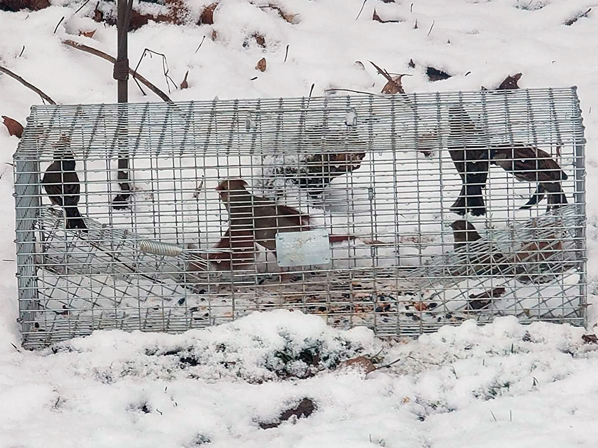 5 Best Sparrow Trap Options (*2024 Review*)… That Actually Work